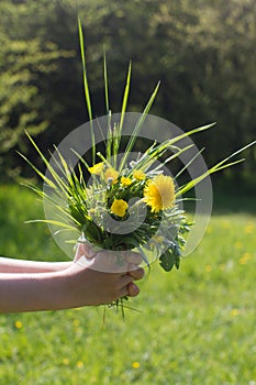Child hand offering bunch of wild flowers, gift from nature