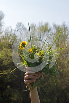 Child hand offering a bunch of wild flowers and grass