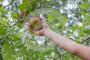 Child hand picking apple from tree