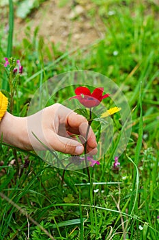 child hand picking a red flower. spring time. first spring flowers
