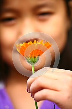 Child hand picking up a a daisy flower