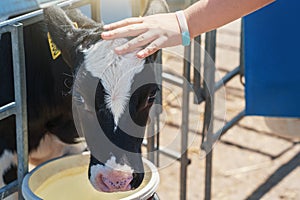 Child hand stroking head of calf on dairy farm, close up