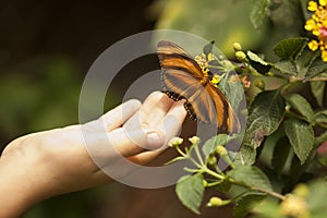 Child Hand Touching an Oak Tiger Butterfly on Flower