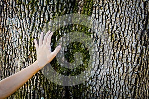 Child hand on a tree trunk