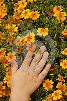 Child hand on yellow petals mexican marigolds