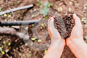 Child hands collect fertile soil from a forest to germinate plants and take care of nature