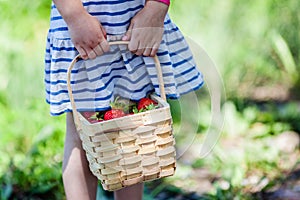 Child hands holding basket full of strawberries at pick your own farm.