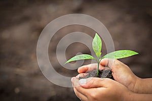 Child hands holding and caring a young green plant, Hand protects seedlings that are growing, planting tree, reduce global warming