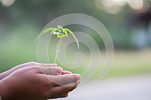 Child hands holding and caring a young green plant, Hand protects seedlings that are growing, planting tree, reduce global warming