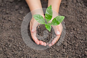 Child hands holding and caring a young green plant, Seedlings are growing from abundant soil, planting tree, reduce global warming