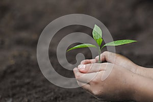 Child hands holding and caring a young green plant, Seedlings are growing from abundant soil, planting tree, reduce global warming