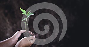 Child hands holding and caring a young green plant, Seedlings are growing from abundant soil, planting tree, reduce global warming