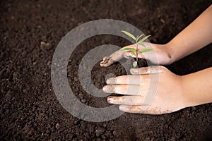 Child hands holding and caring a young green plant, Seedlings are growing from abundant soil, planting trees,