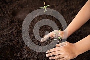 Child hands holding and caring a young green plant, Seedlings are growing from abundant soil, planting trees