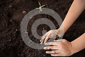 Child hands holding and caring a young green plant, Seedlings are growing from abundant soil, planting trees,