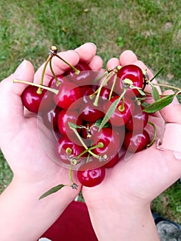 Child hands holding cherries in a heart shape