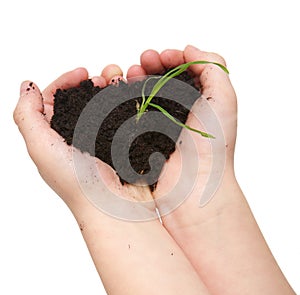 Child Hands Holding Dirt with Green Plant Growing