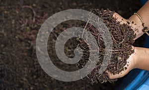 Child hands holding Fertile soil