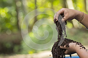 Child hands holding Fertile soil