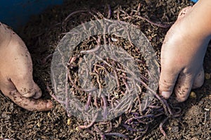 Child hands holding Fertile soil