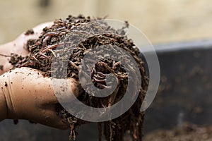 Child hands holding Fertile soil