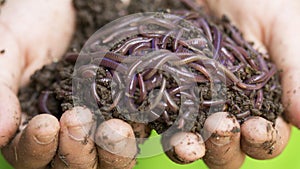 Child hands holding Fertile soil and earthworms on white background