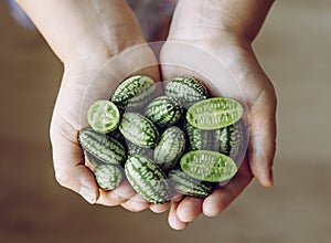Child hands holding Melothria scabra  also known as the cucamelon or pepquinos.