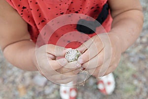 Child hands holding plant flower bud of steppe. young naturalist in nature exploring flora