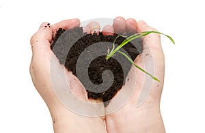 Child Hands Holding Soil with Green Plant Growing