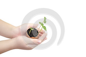 Child hands holding a sprout in egg with soil isolated on white background. Growing sprout is a beginning of new life. Small child