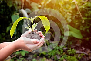 Child hands holding a tree sapling or seedling at sunrise. World Environment and Earth Day, environmental care, csr and awareness.