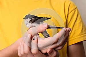 Child hands with injured swallow bird close up. Saving wild bird