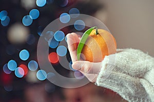 Child hands in knitted sweater holding fresh mandarins with green leaves with bokeh on background