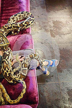 Child hands, legs and two snakes on sofa in room, photo