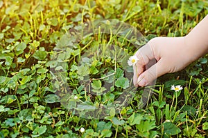 Child hands picked small daisy flowers. Nature background with copy space. Healthy childhood concept.