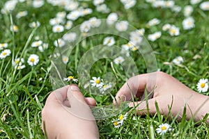 Child hands plaing with white daisy flowers on a clover field. C