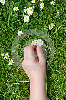 Child hands plaing with white daisy flowers on a clover field. C