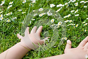 Child hands plaing with white daisy flowers on a clover field. C