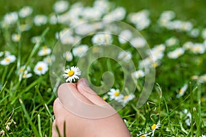 Child hands plaing with white daisy flowers on a clover field. C