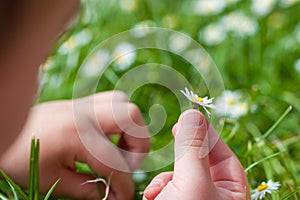 Child hands plaing with white daisy flowers on a clover field. C