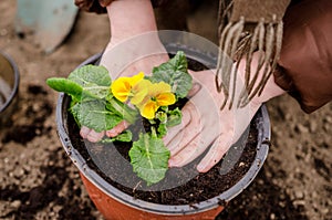 Child hands planting primula