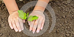Child hands planting tree plant nature life ecology concept garden banner copyspace copy space