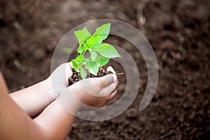 Child hands planting young tree on black soil