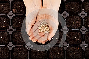 Child hands with seeds to be sowed