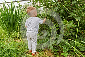 Child harvesting berries in garden from bush