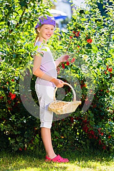 Child harvesting berries in garden from bush