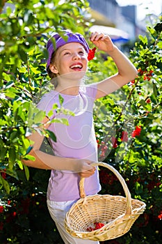 Child harvesting berries in garden from bush