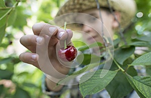 Child harvesting Morello Cherries photo