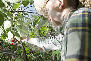Child harvesting Morello Cherries photo