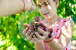 A child harvests cherries in the garden. Selective focus.